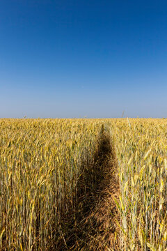 unripe wheat plants farming for food production © rsooll