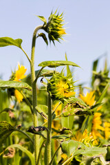 flower of a beautiful yellow annual sunflower