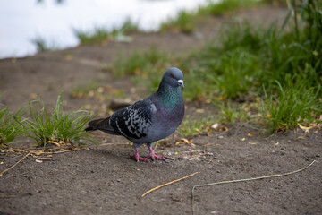 Dove on the path in the park. Detailed view.