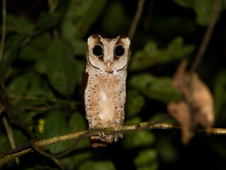 Bruine Uil, Oriental Bay-Owl, Phodilus badius