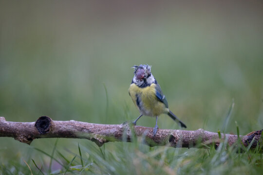 M&eacute;sange bleue Cyanistes caeruleus atteinte de Mycoplasmose