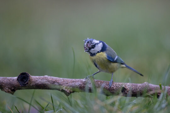 M&eacute;sange bleue Cyanistes caeruleus atteinte de Mycoplasmose