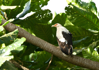 Palmgier, Palmnut Vulture, Gypohierax angolensis