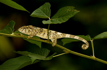 Parsons kameleon, Parson's Chameleon, Calumma parsonii © AGAMI