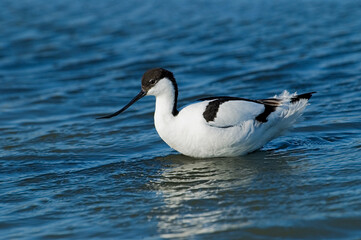 Pied Avocet, Kluut, Recurvirostra avosetta