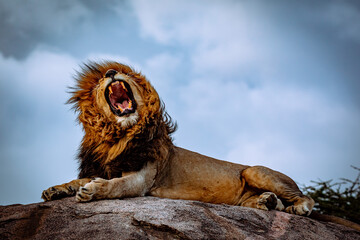 Lion mâle rugissant sur rocher