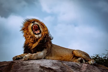 Fotobehang Blauw brullende mannelijke leeuw op rots