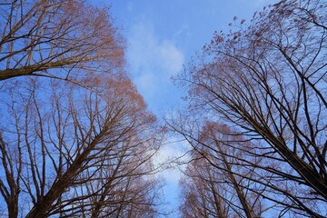 マキノ高原　メタセコイア並木　Metasequoia avenue, winter, snow, walkway,japan, makino,shiga,japan,drive,travel　（滋賀県高島市マキノ町））