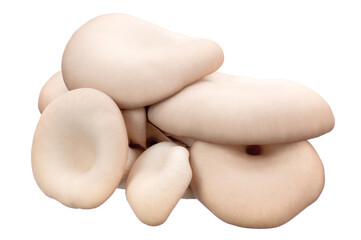 clusters of fresh oyster mushrooms on a white isolated background. the view from the top