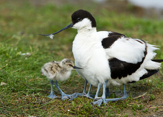Kluut, Pied Avocet, Recurvirostra avosetta