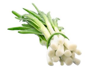 green fresh onion feathers with water drops are gathered in a bundle on a white isolated background
