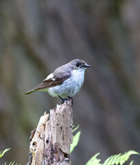 Bonte Vliegenvanger, European Pied Flycatcher, Ficedula hypoleuc
