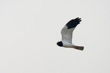 Bonte Kiekendief, Pied Harrier, Circus melanoleucos