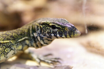 Obraz premium lizard monitor lizard close up selective focus