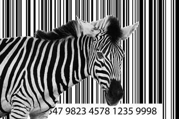 Zebra on the barcode