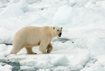 Naklejka na ściany i meble IJsbeer, Polar Bear, Ursus maritimus