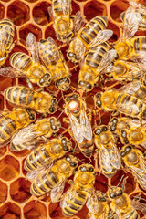 the queen (apis mellifera) marked with dot and bee workers around her - bee colony life