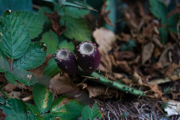 cactus seeds on the ground