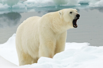 Polar Bear, IJsbeer, Ursus maritimus