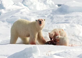 Foto auf Acrylglas IJsbeer, Polar Bear, Ursus maritimus © AGAMI