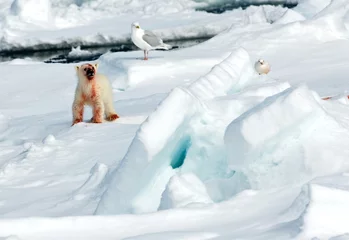 Tragetasche IJsbeer, Polar Bear, Ursus maritimus © AGAMI