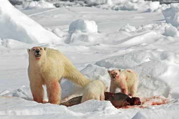 Foto auf Glas IJsbeer, Polar Bear, Ursus maritimus © AGAMI