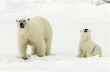 Obraz na płótnie Canvas Polar Bear mom and cub at Spitsbergen