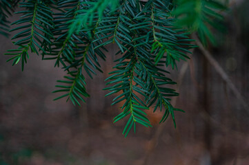 branches of a pine