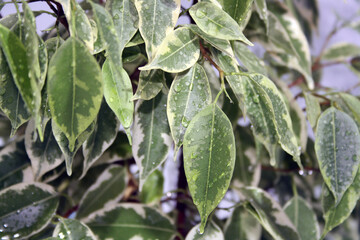 Benjamin's variegated ficus with water drops on the leaves.
