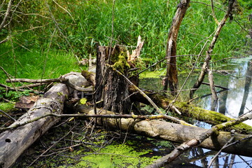 Tote Bäume im Brackwasser