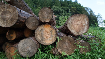 logs