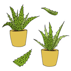 Set of Aloe vera. Doodle style. Vector image.