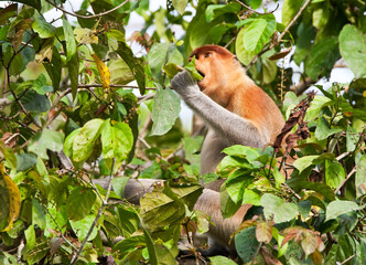 Neusaap, Proboscis Monkey, Nasalis larvatus