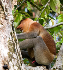 Neusaap, Proboscis Monkey, Nasalis larvatus