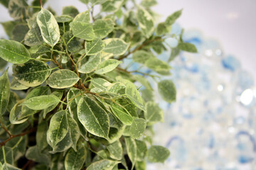 Benjamin's variegated ficus with water drops on the leaves.
