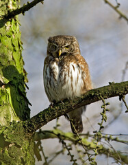 Eurasian Pygmy Owl, Dwerguil, Glaucidium passerinum