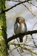Eurasian Pygmy Owl, Dwerguil, Glaucidium passerinum