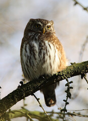 Eurasian Pygmy Owl, Dwerguil, Glaucidium passerinum