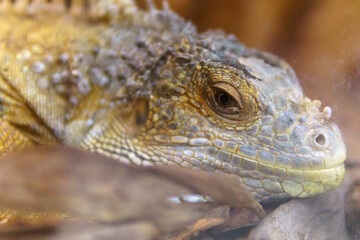 Iguana also known as Common iguana or American iguana. Selective focus.