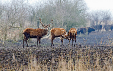 Edelhert, Red Deer, Cervus elaphus