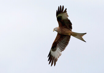 Rode Wouw, Red Kite, Milvus milvus
