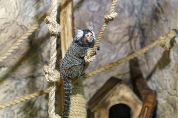 pygmy monkeys are one of the smallest primates. selective focus