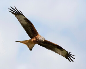 Rode Wouw, Red Kite, Milvus milvus