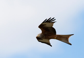 Rode Wouw, Red Kite, Milvus milvus