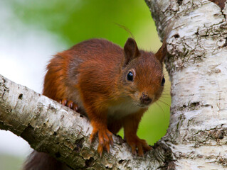Obraz premium Eekhoorn, Red Squirrel, Sciurus vulgaris
