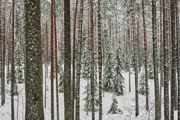 Fototapeta premium forest in winter