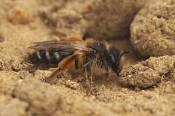 A female Yellow-legged Mining Bee, Andrena flavipes is searching to enter her nest on the ground