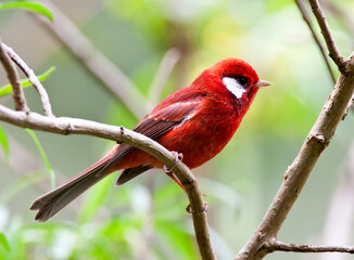 Rode Zanger, Red Warbler, Cardellina rubra