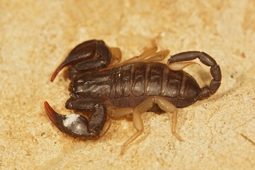 The European yellow-tailed scorpion, Euscorpius flavicaudis, is one of the 5 species in France