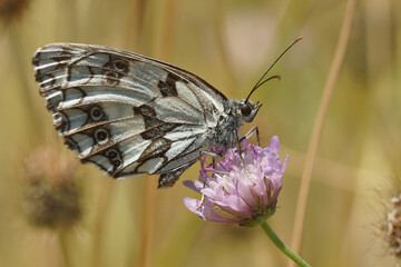 A lateral close up shot of a the marbled white, Melanargia galathea on a purple scabious flower in France,  Gard area